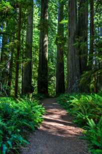 Jedediah Smith Redwoods-9807.jpg